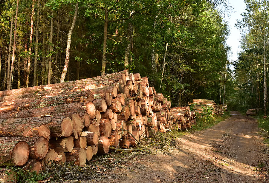 Log And Wood Recycling